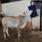 Automatic Sensor Based Cow Grooming Brush and Massager