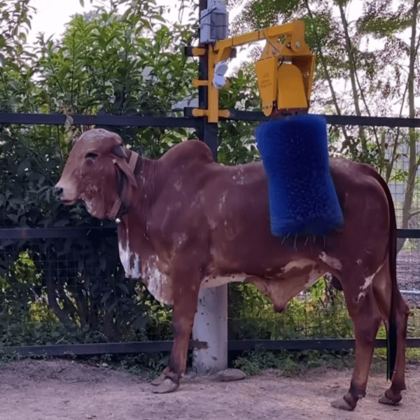 Automatic Sensor Based Cow Grooming Brush and Massager