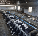 Rubber Cow Mats