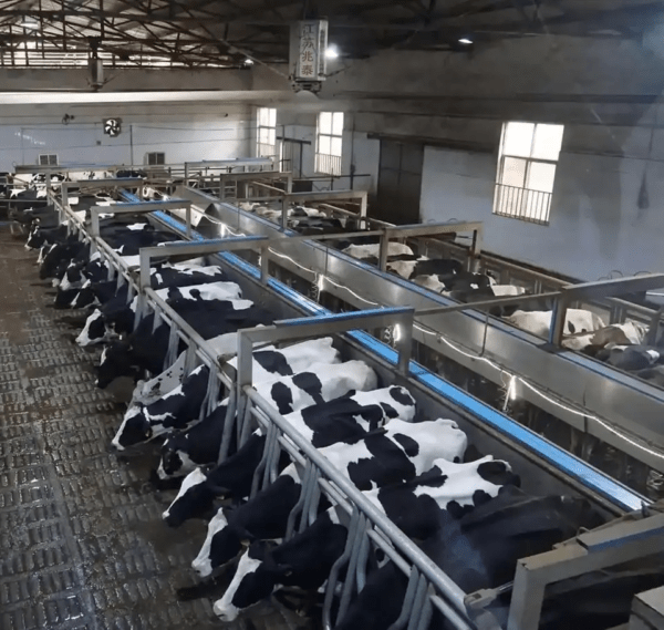 Rubber Cow Mats
