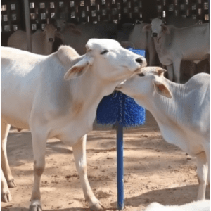 Rotating Type Brush with Pole Stand for Cow
