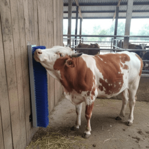 Wall mount cow grooming brush