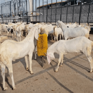 Pole Stand Brush For Goat
